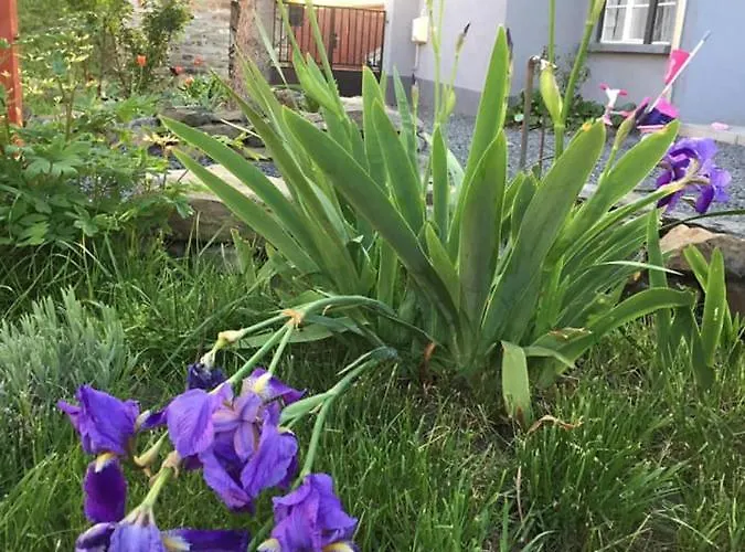 Luis Golyas Haza בית נופש *