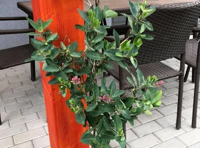 Luis Golyas Haza בית נופש *