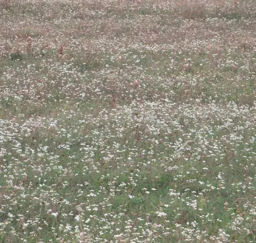 בית נופש Luis Golyas Haza Raposka